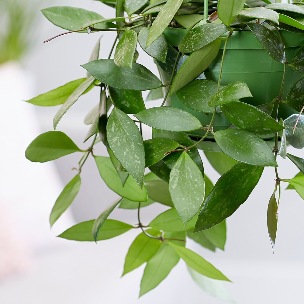 Hoya gracilis | Wax Plant or Wax Flower