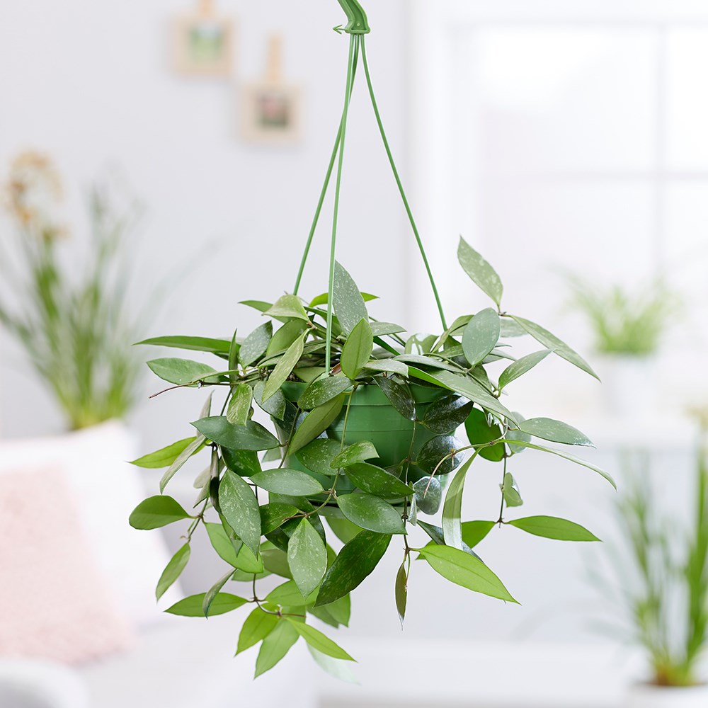 Hoya gracilis | Wax Plant or Wax Flower