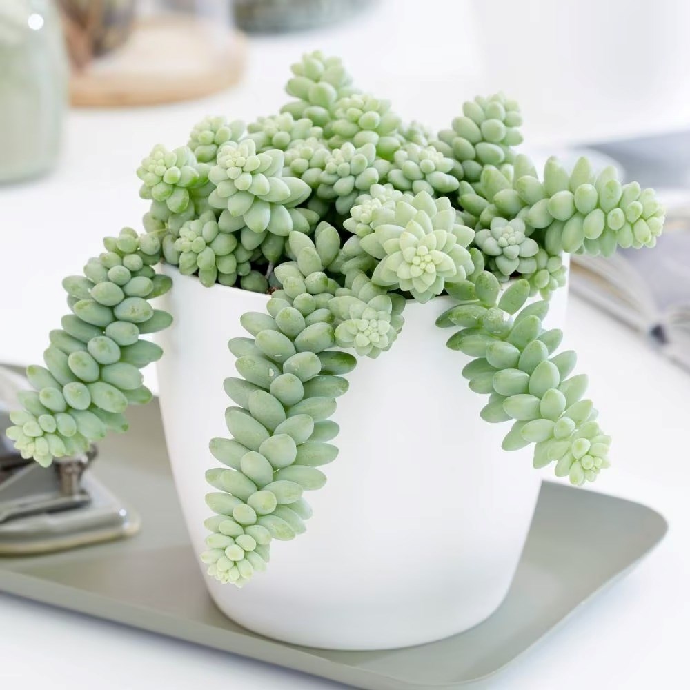Sedum Morganianum | Burros Tail Or Donkey Tail