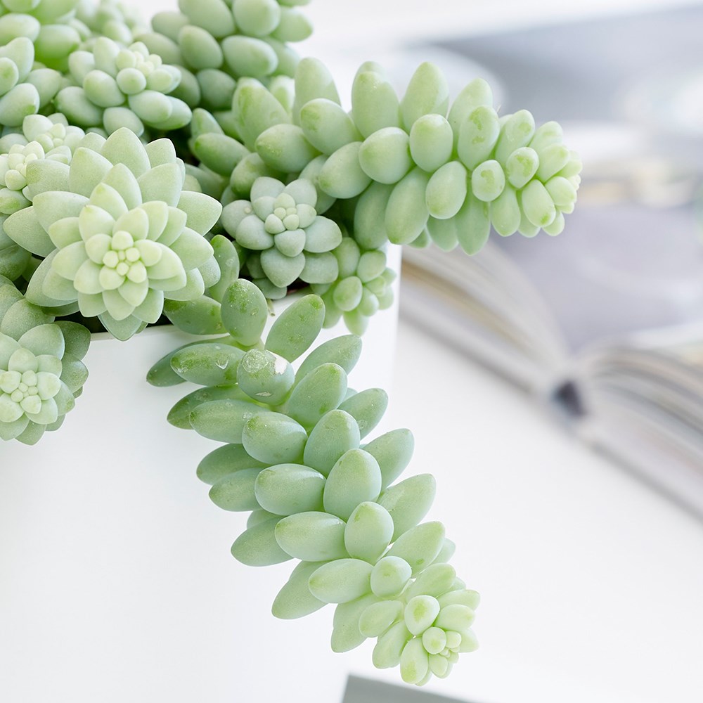 Sedum Morganianum | Burros Tail Or Donkey Tail