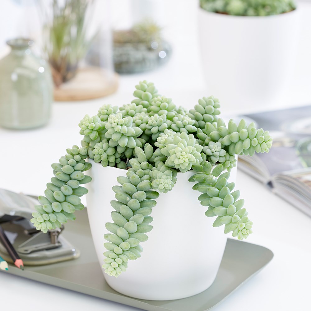 Sedum Morganianum | Burros Tail Or Donkey Tail