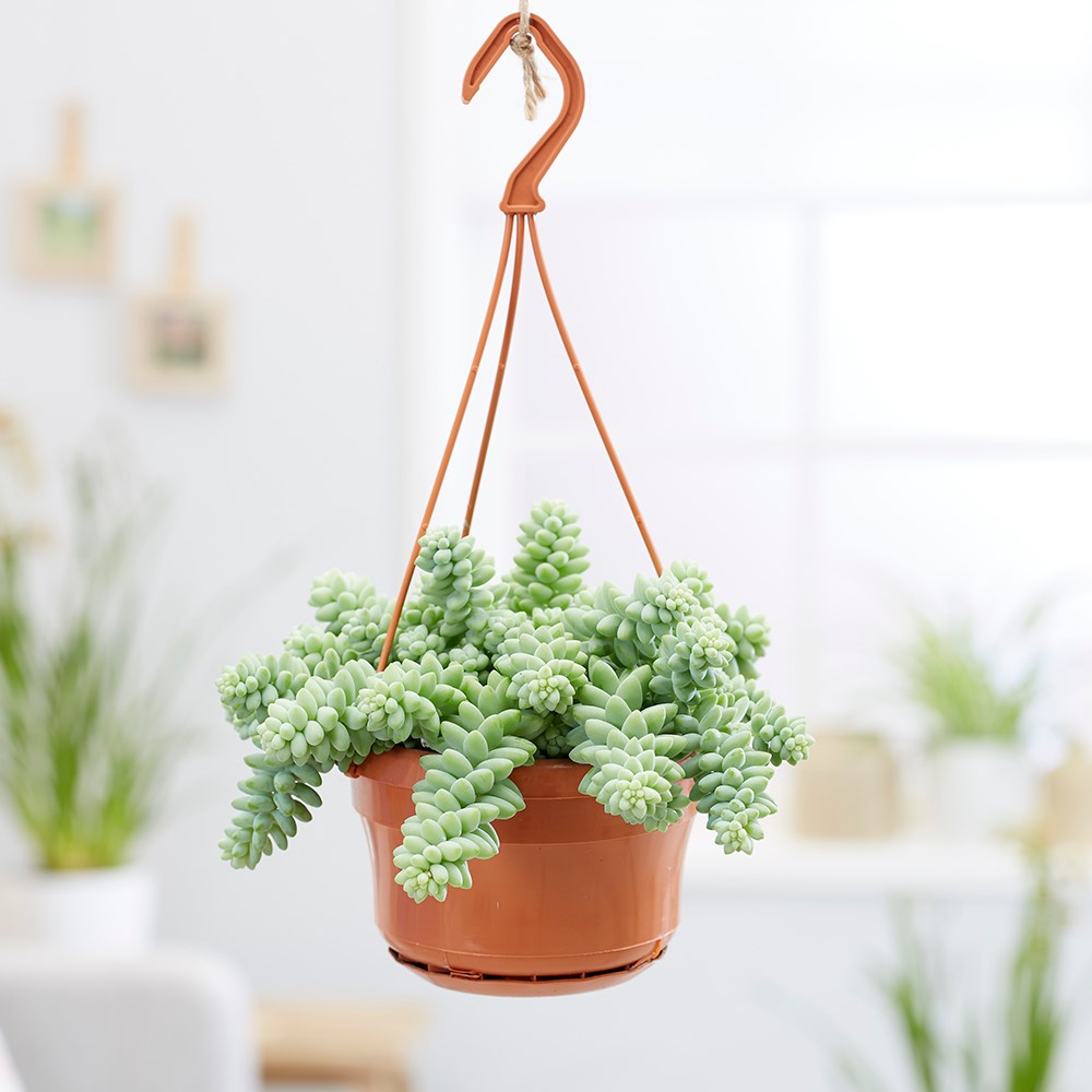 Sedum Morganianum | Burros Tail Or Donkey Tail