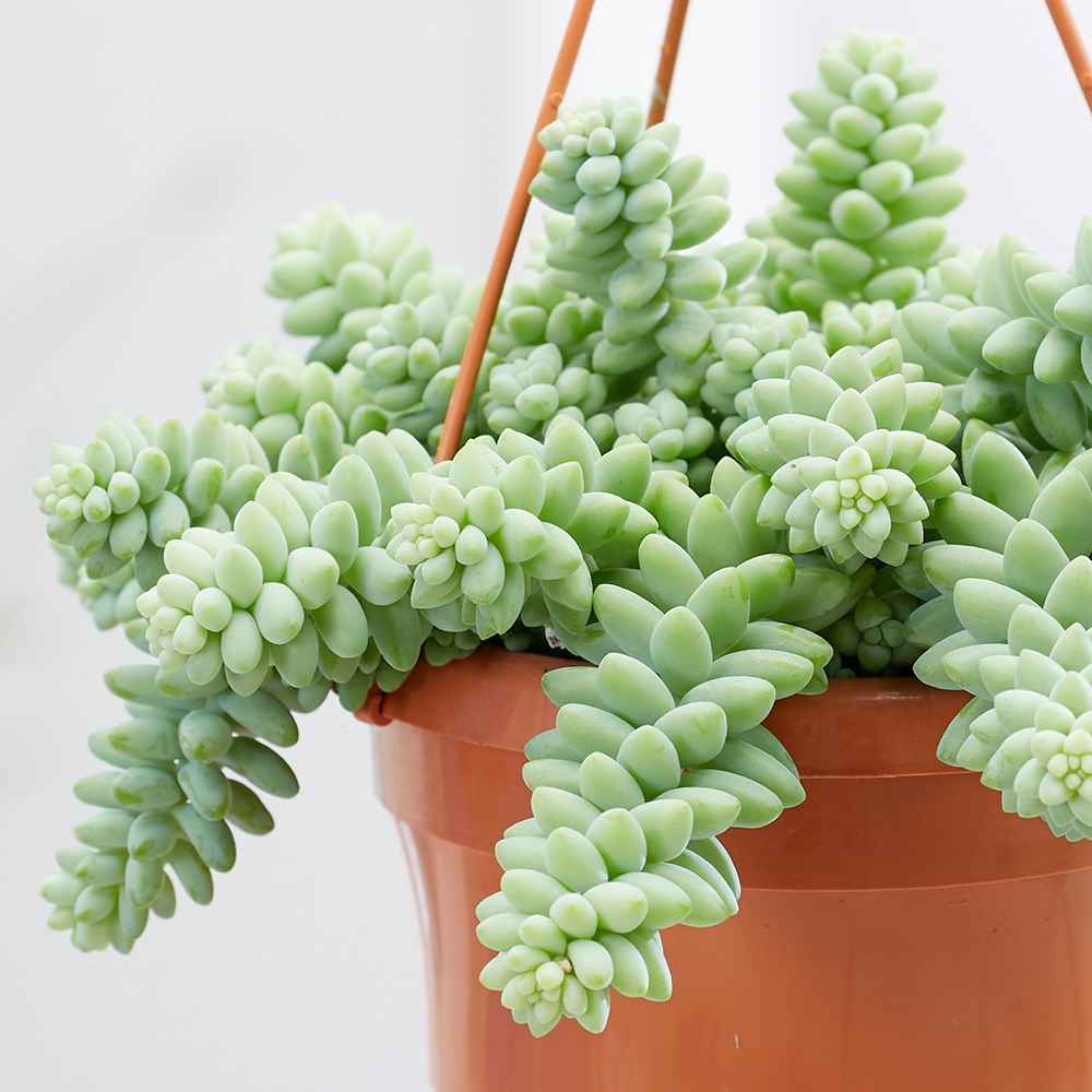 Sedum Morganianum | Burros Tail Or Donkey Tail