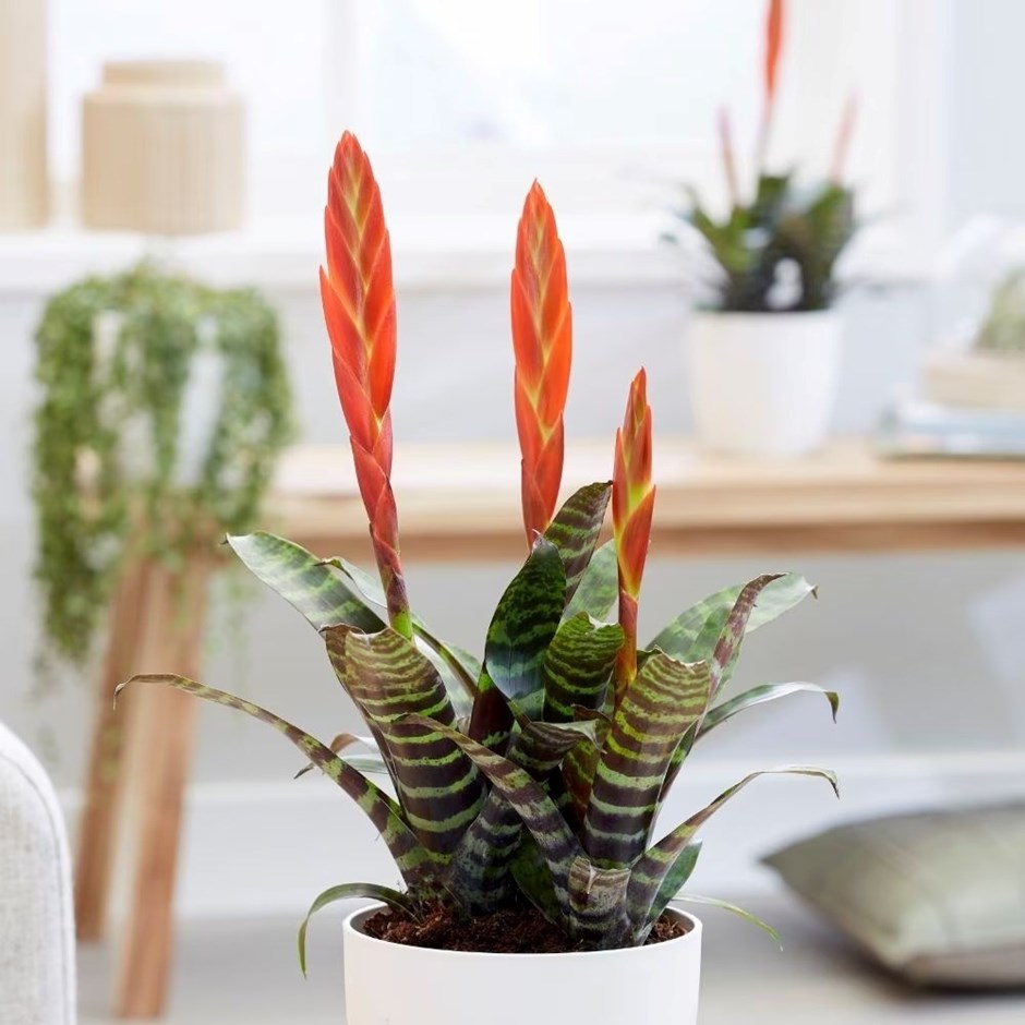 Vriesea Era | Flaming Sword