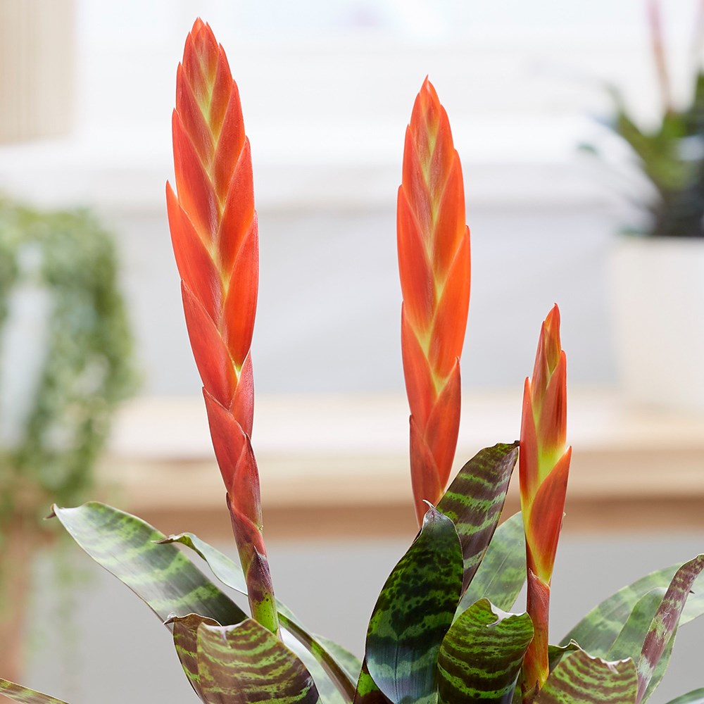 Vriesea Era | Flaming Sword