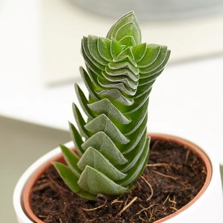 Crassula Buddha’s Temple | Buddhas Temple