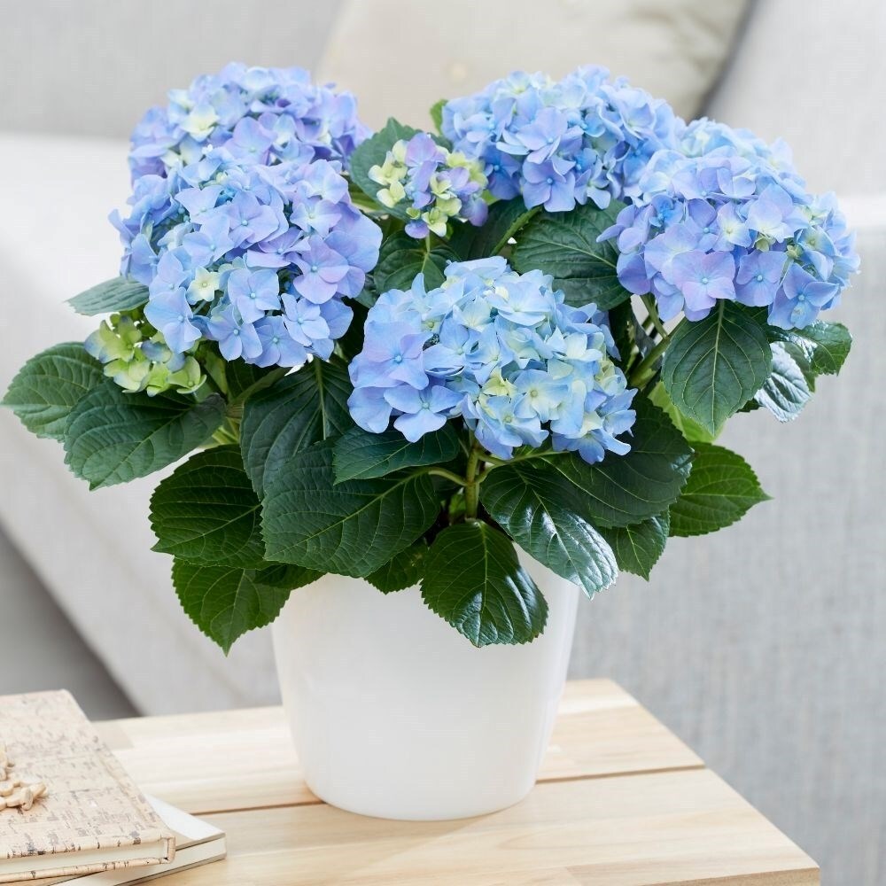Hydrangea Macrophylla Early Blue