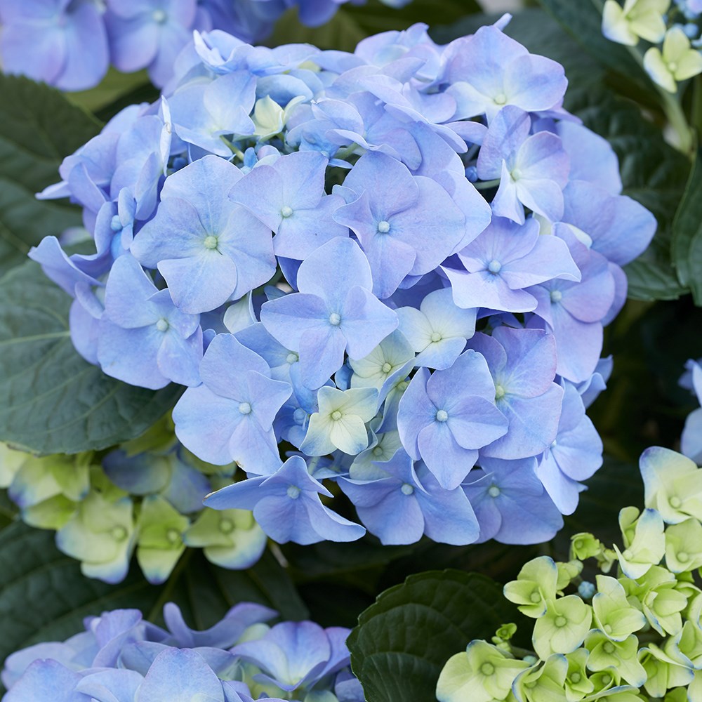 Hydrangea Macrophylla Early Blue