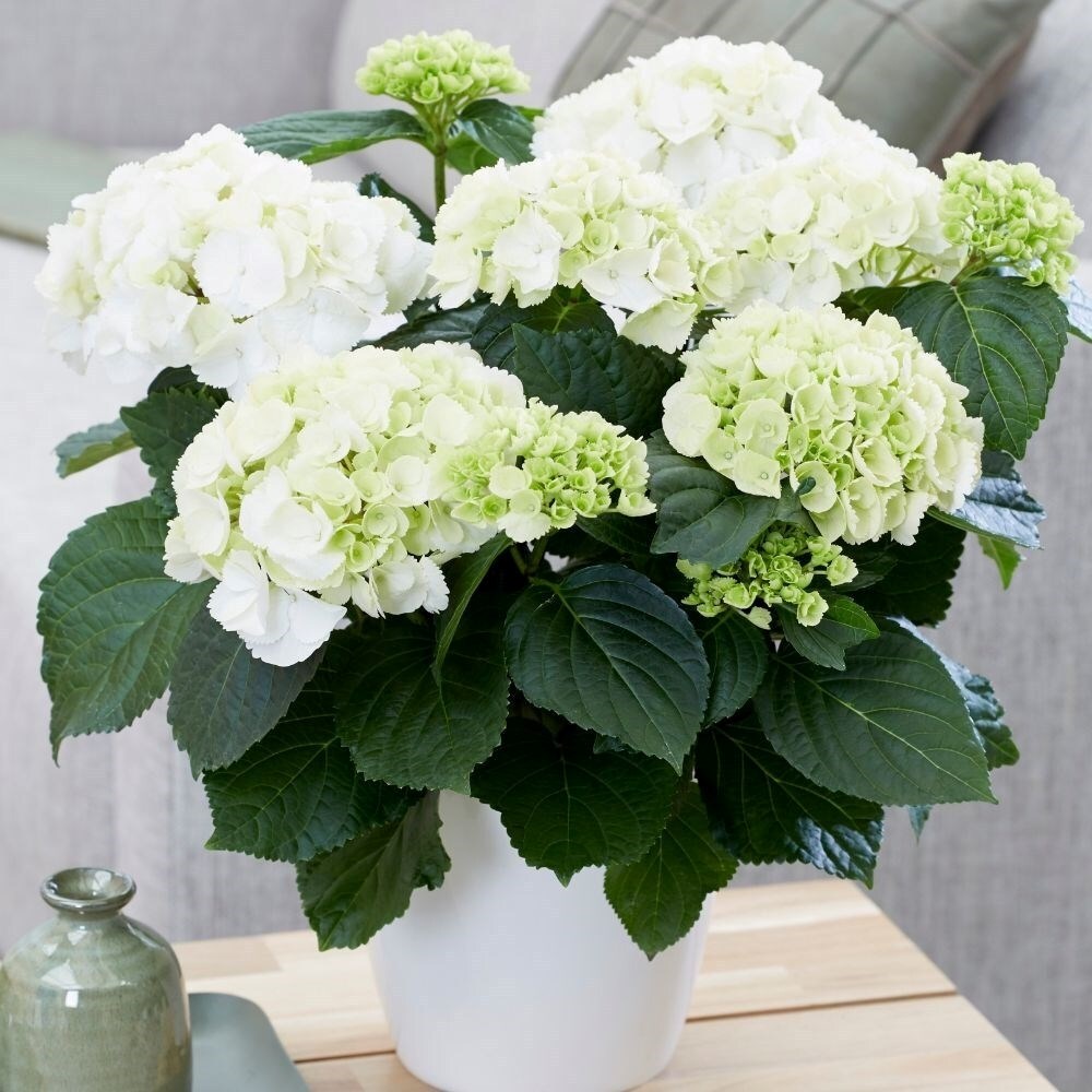 Hydrangea macrophylla Snowball | Hydrangea Schneeball