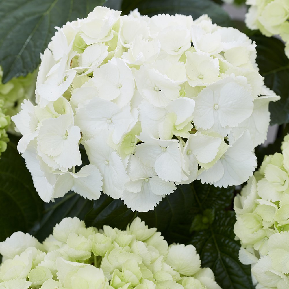 Hydrangea macrophylla Snowball | Hydrangea Schneeball