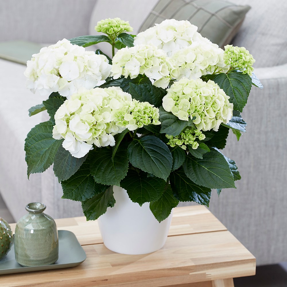 Hydrangea macrophylla  Snowball | Hydrangea Schneeball