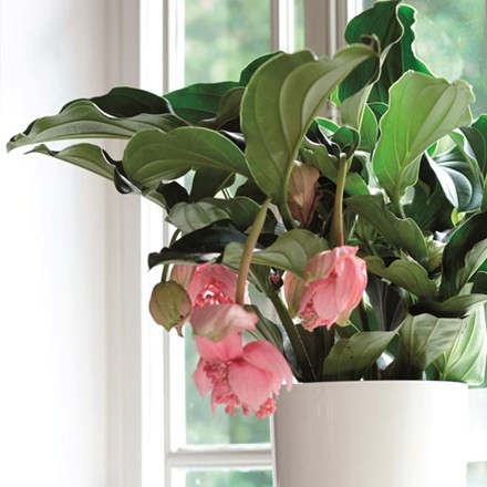 Medinilla magnifica | Rose Grape