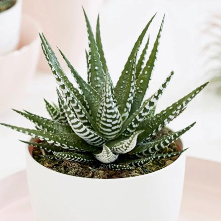 Haworthia Big Band | Fairies Washboard