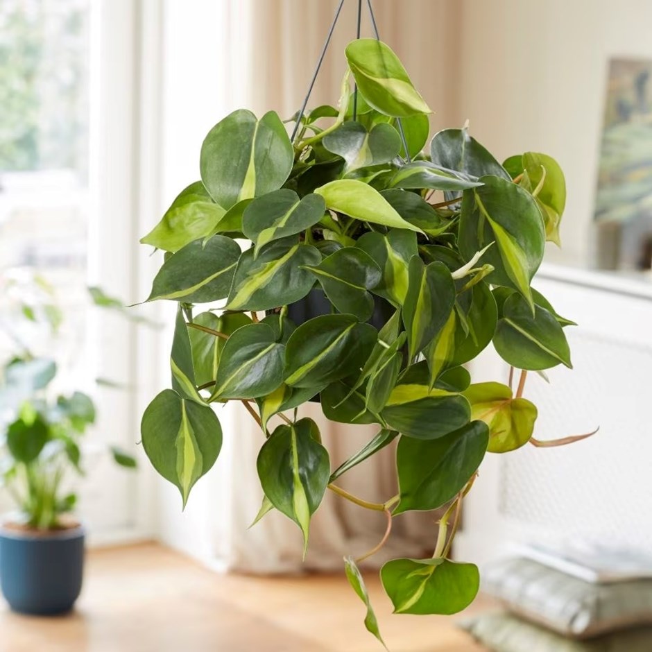 Philodendron Scandens Brasil | Sweetheart Plant or Heart-leaf
