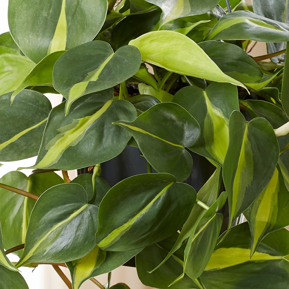 Philodendron Scandens Brasil | Sweetheart Plant or Heart-leaf