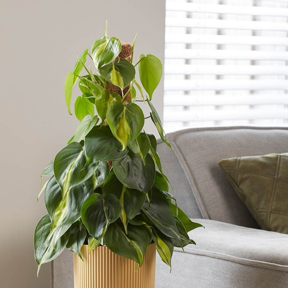 Philodendron Scandens Brasil | Sweetheart Plant or Heart-leaf