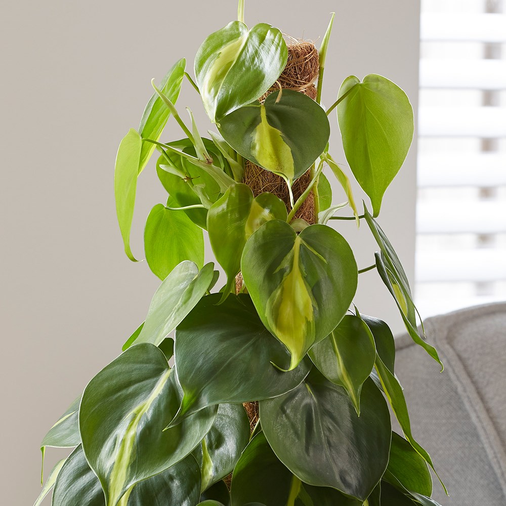 Philodendron Scandens Brasil | Sweetheart Plant or Heart-leaf