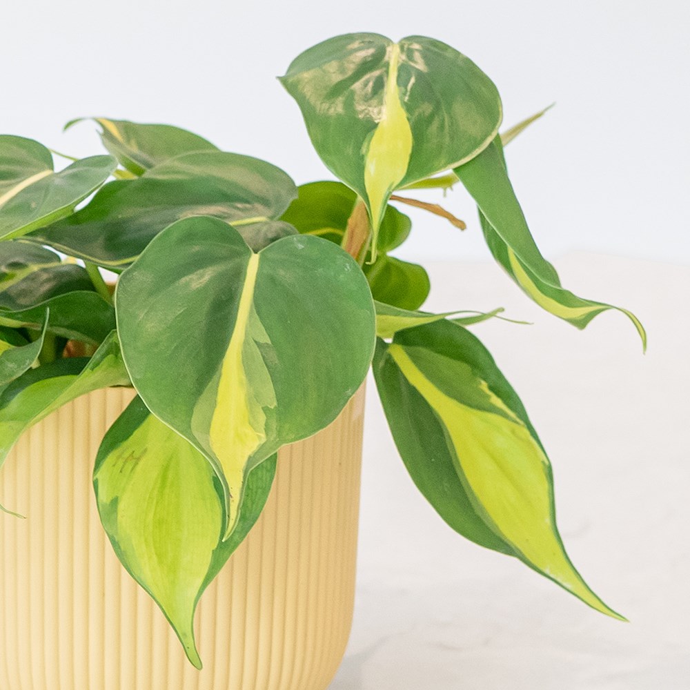 Philodendron Scandens Brasil | Sweetheart Plant or Heart-leaf