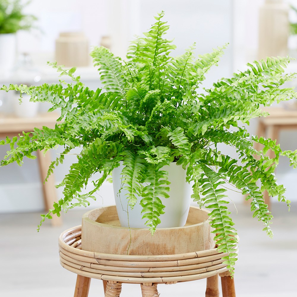 Nephrolepis Exaltata Green Lady | Boston Fern