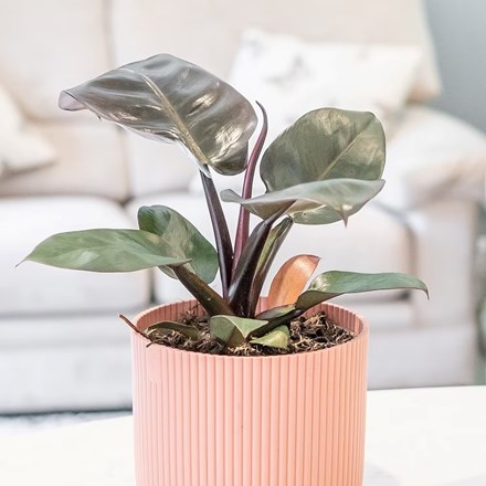 Philodendron Black Cardinal | Philodendron