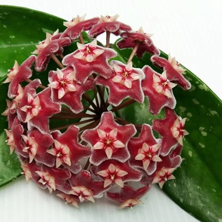 Hoya pubicalyx | Wax Plant or Wax Flower