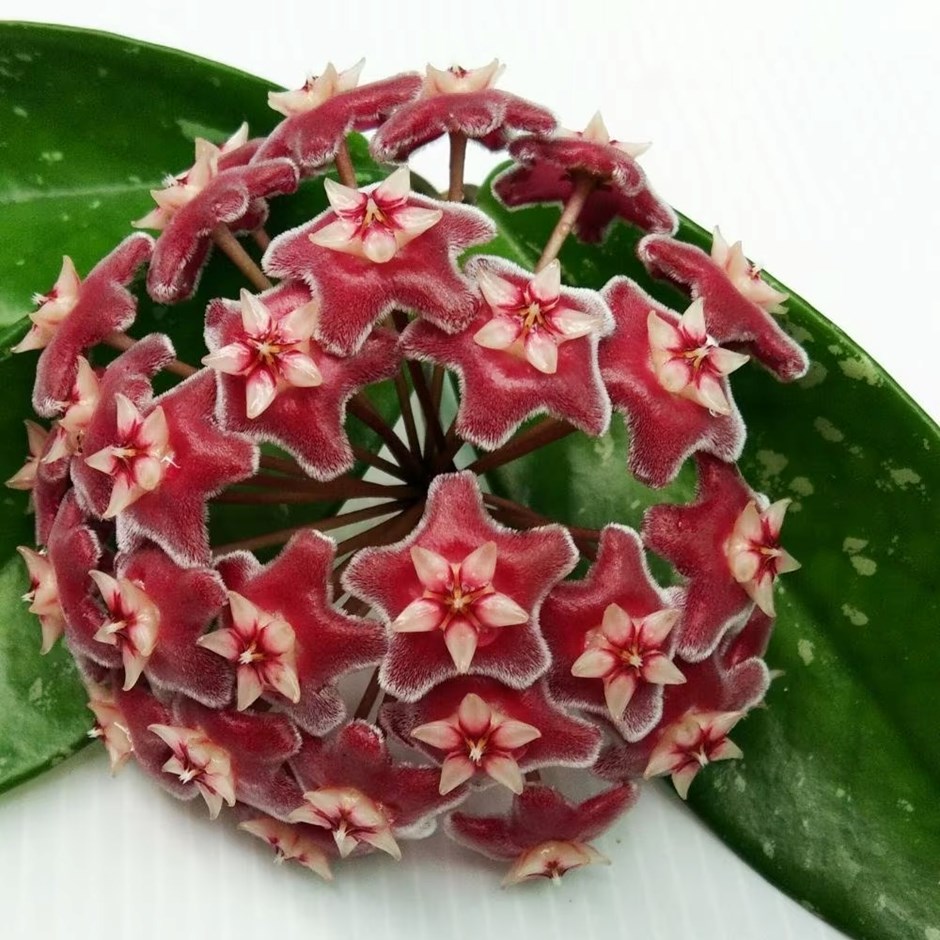 Hoya pubicalyx | Wax Plant or Wax Flower