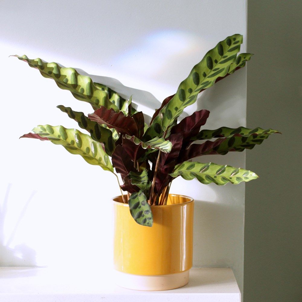 Goeppertia Lancifolia | Rattlesnake Plant