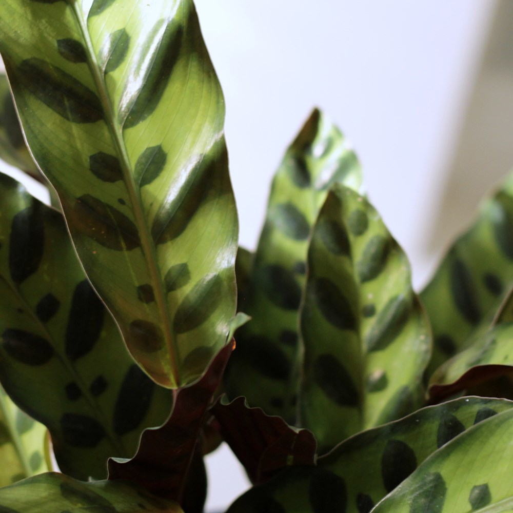 Goeppertia Lancifolia | Rattlesnake Plant