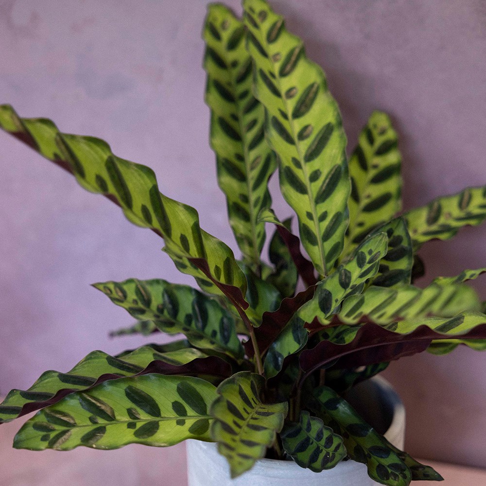 Goeppertia Lancifolia | Rattlesnake Plant