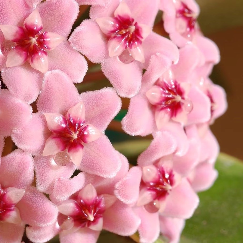 Hoya Carnosa Krimson Queen | Wax Flower
