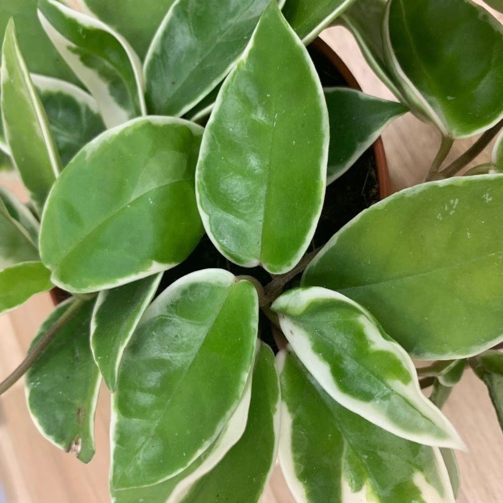 Hoya Carnosa Krimson Queen | Wax Flower