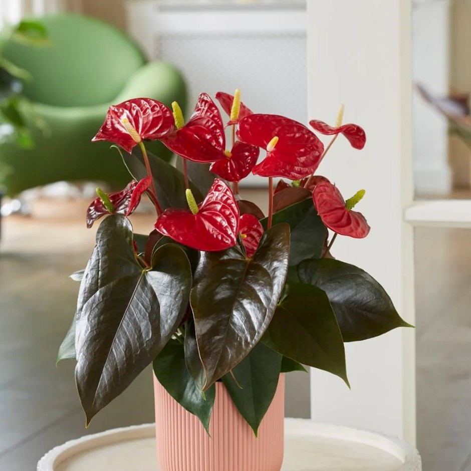 Anthurium Coral Champion | Flamingo Flower