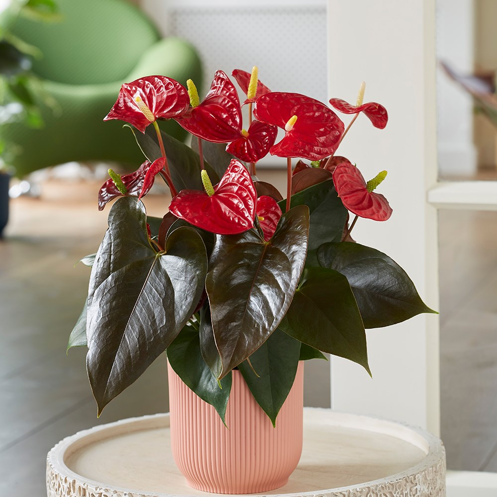 Anthurium Coral Champion | Flamingo Flower