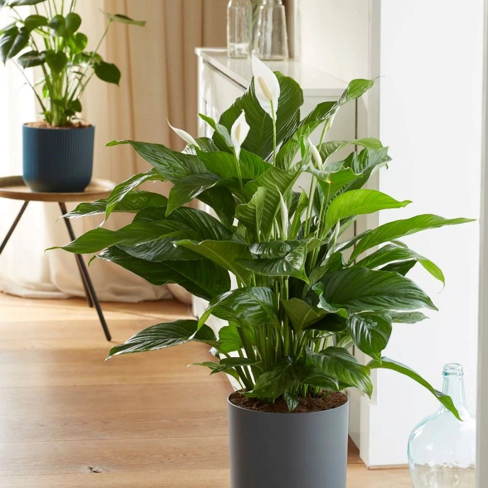 Spathiphyllum Sweet Lauretta | Peace Lily