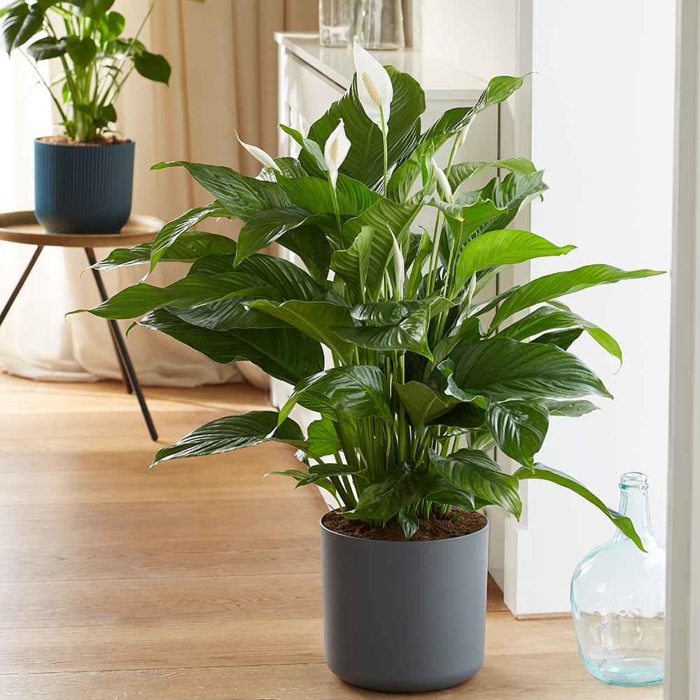 Spathiphyllum Sweet Lauretta | Peace Lily