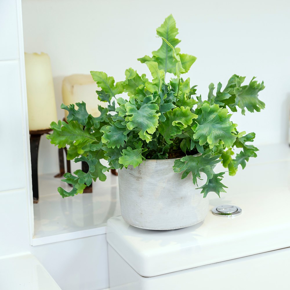 Phlebodium Aureum Davana | Golden Polypody