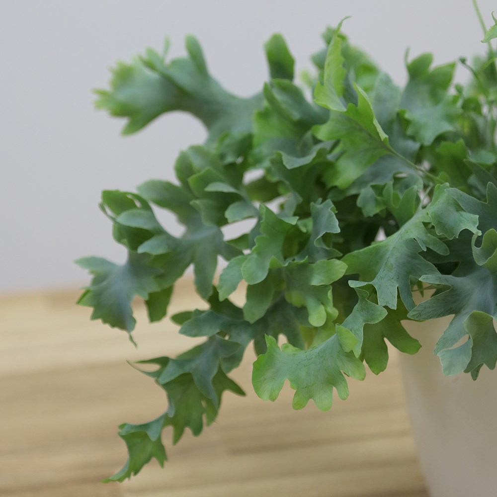Phlebodium Aureum Davana | Golden Polypody