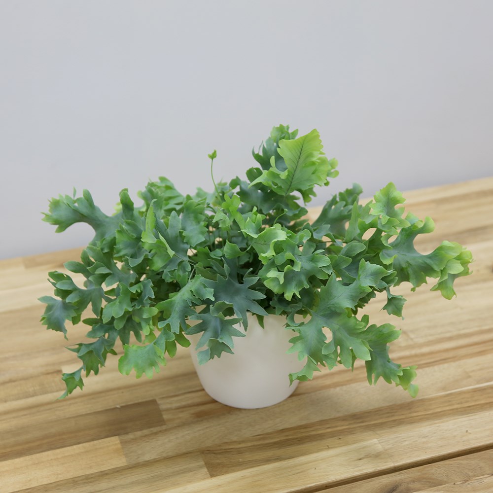 Phlebodium Aureum Davana | Golden Polypody