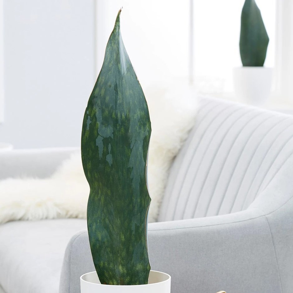 Sansevieria Masoniana Victoria | Mother-in-law's tongue