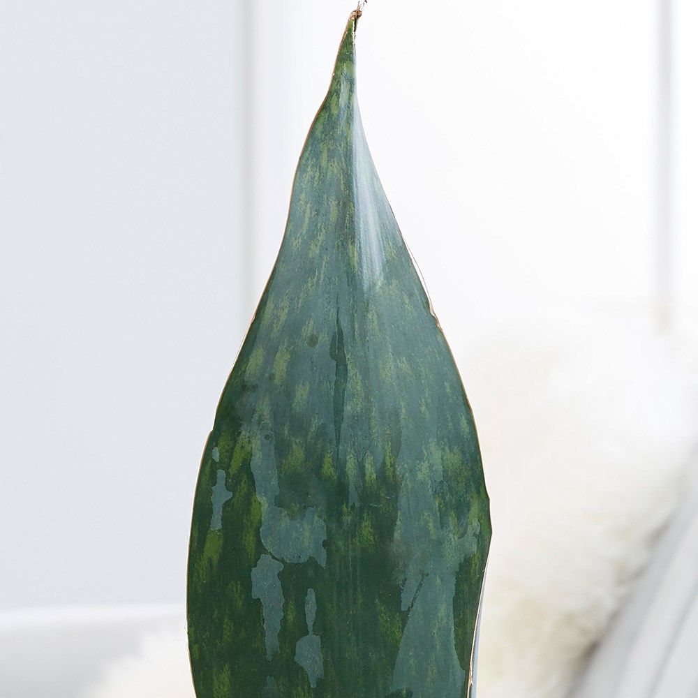 Sansevieria Masoniana Victoria | Mother-in-laws tongue