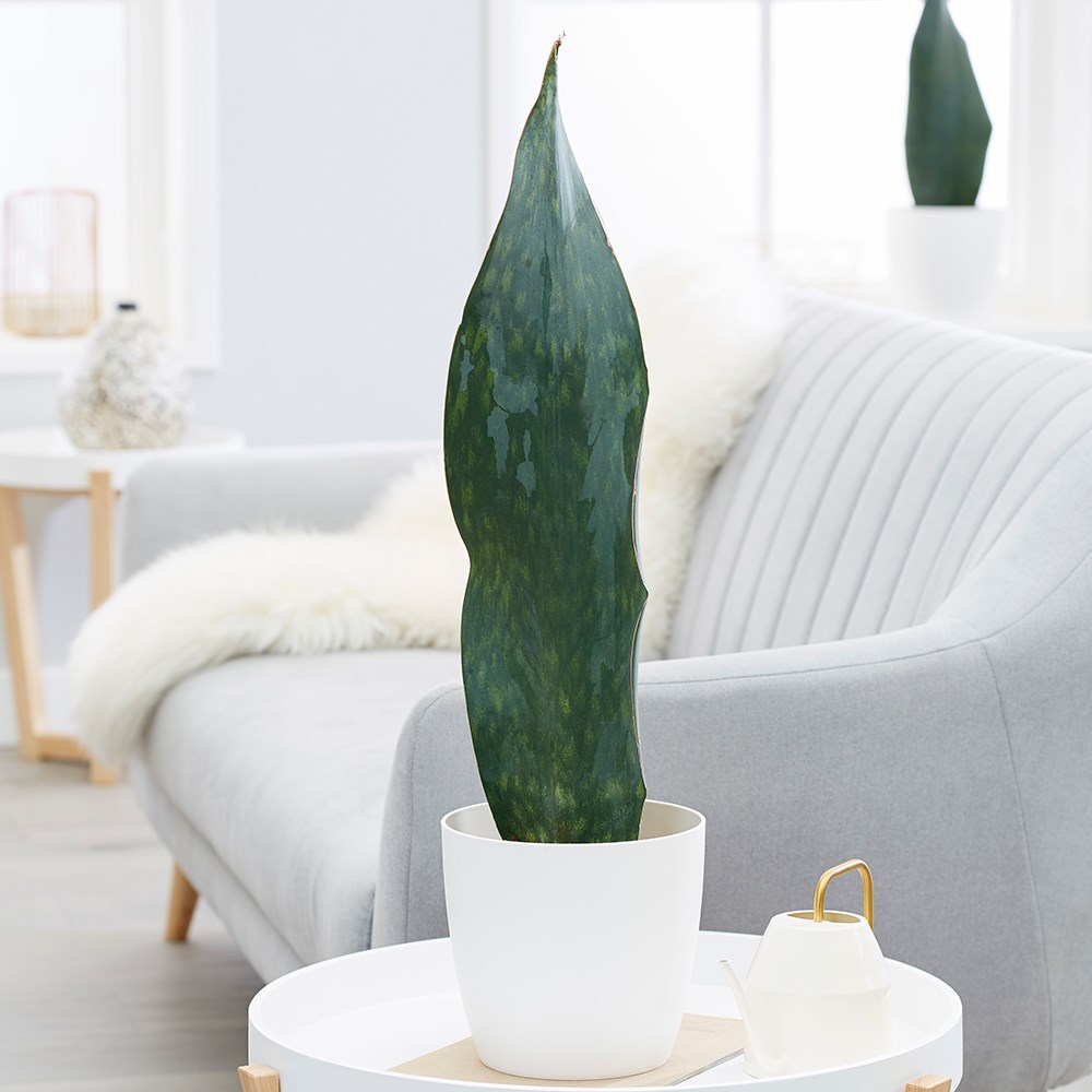Sansevieria Masoniana Victoria | Mother-in-laws tongue
