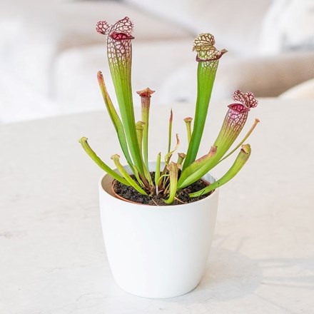 Sarracenia leucophylla | Fly Killing Pitcher Plant
