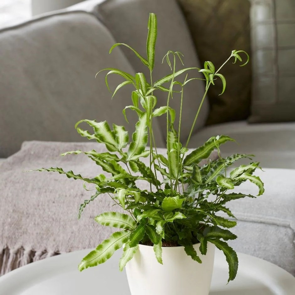 Pteris nipponica | White-striped Cretan Brake