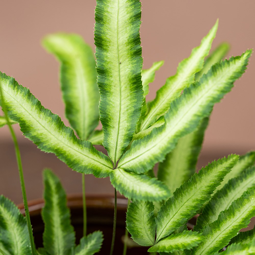 Pteris nipponica | White-striped Cretan Brake