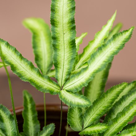 Pteris nipponica | White-striped Cretan Brake