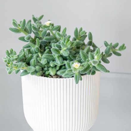 Delosperma Echinatum | Pickle Plant