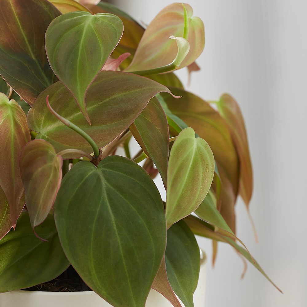 Philodendron Scandens Micans | Sweetheart Plant or Heart-leaf