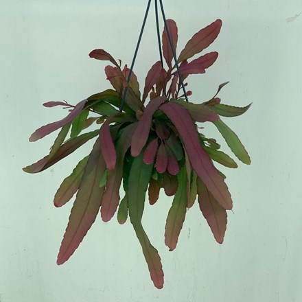 Pseudorhipsalis Ramulosa | Red Rhipsalis