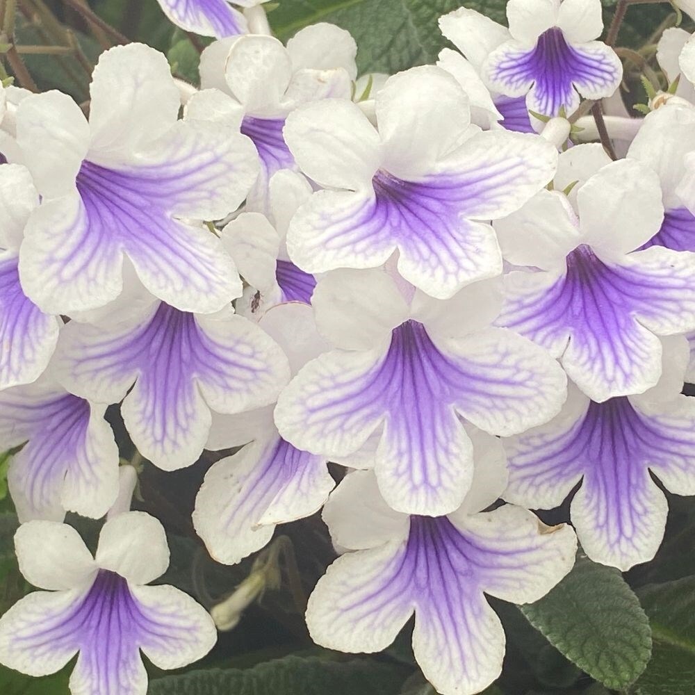 Streptocarpus Crystal Ice | Cape Primrose