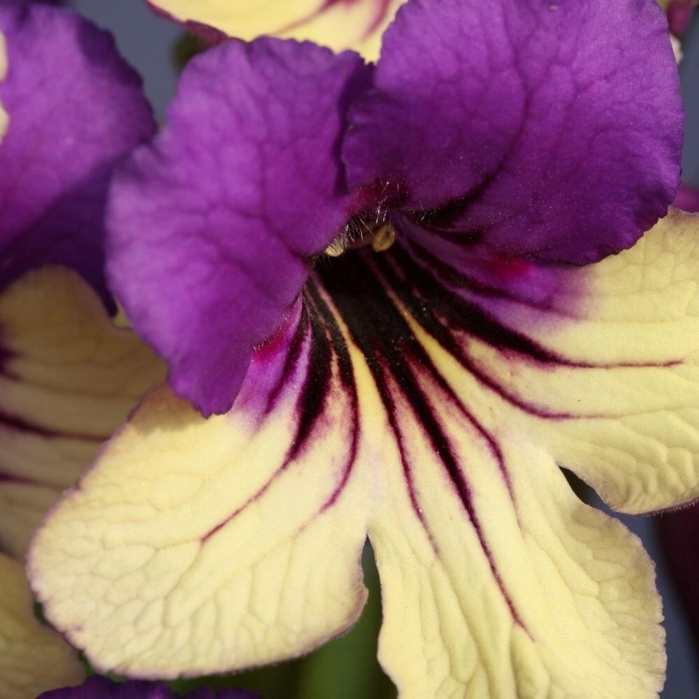 Streptocarpus Harlequin Purple | Cape Primrose